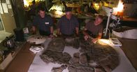 Giganten der Urzeit – Panzer-Puzzle: Internationale Wissenschaftler setzen die fossilen Panzerteile einer Riesen-Schildkröte zusammen. Links zum Vergleich der Panzer einer heutigen Meeres-Schildkröte.