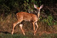 Terra Mater – White-tailed Deer fawn