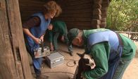 Leopard, Seebär & Co. – ARD/NDR LEOPARD, SEEBÄR & CO. FOLGE 81, "Trubel im Alpakagehege" Uhr im ERSTEN. Ein verletztes Alpaka muss geröntgt werden.