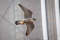 Planet Erde II – Ein Wanderfalke fliegt durch die Straßen von New York auf der Suche nach Nahrung für seinen Nachwuchs. Sein Leben zwischen den Hochhäusern unterscheidet sich kaum von den Klippen und Steilhängen im Gebirge.