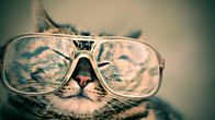 Crazy Clips – Die Katze