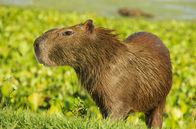 Wildes Überleben – Capybara
