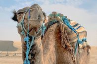 Magischer Maghreb – Ein Dromedar in der Wüste Tunesiens