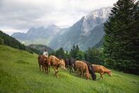 Heimatleuchten – Peter Perntahler, Junior, bei seinen Kühen