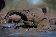 Afrikas kleine Riesen – Elefantenbaby, Schlammbaden