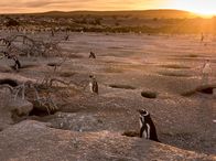Wildes Patagonien – Jedes Jahr siedelt an der Küstenlinie der patagonischen Wüste die größte Pinguinkolonie Südamerikas. Die Magellan-Pinguine kehren jedes Jahr hierher zurück um ihre Jungen großzuziehen.
