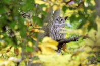 Inselwelt New York – Der Pelham Bay Park ist mehr als dreimal so groß wie der Central Park. Ein einzigartiges Biotop, in dem verschiedene Landschaften aufeinandertreffen. Hier leben viele Wildtier- und Pflanzenarten, unter anderem diese Eule.