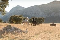 Ostwind - Aufbruch nach Ora – Ostwind in der andalusischen Steppe