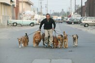 Der Hundeflüsterer – Cesar Millan hat für jeden schwierigen Vierbeiner die passende Lösung parat. Der Hundeprofi ist einer der gefragtesten Experten in Sachen Hundetraining ...