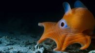 Der Blaue Planet – Der Pfannkuchentintenfisch lebt in der kalifornischen Tiefsee. Seine Kopfflossen haben ihm den Spitznamen „Dumbo“-Tintenfisch eingetragen.