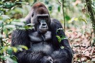 Faszination Erde – Zwischen Kamerun und der Zentralafrikanischen Republik ist er zu Hause: Makumba. Der Silberrücken führt seine Gruppe seit fast 20 Jahren an. Vor zwölf Jahren ist Dirk Steffens Makumba bereits begegnet, das Wiedersehen war für den "kühlen Hanseaten" ein sehr emotionaler Moment.
