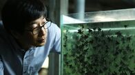 Taiwan: Die Insel der Fische – Das einzige Ziel der taiwanesischen Fischer ist es, alle 30 Tage mit 900 Tonnen Gelbflossenthun und Echtem Bonito, einer Thunfischart, die im deutschsprachigen Raum als "echter Bonito" bekannt ist, in den Hafen zurückzukehren.