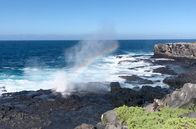 Galapagos – Auf den flachsten Inseln wie Española gibt es Kolonien von Nazca-Tölpeln zu entdecken.
