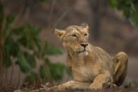 Wildes Indien – Gir-Nationalpark, Gujarat, Indien: Ein erwachsener Asiatischer Löwe sitzt geduldig im Regen.