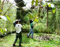 Costa Rica - Regenwald der Österreicher – Universum: "Costa Rica - Der Regenwald der Österreicher", Rund 1,5 Millionen Euro haben die Österreicher für die Rettung eines der artenreichsten Regenwälder gespendet: des Bosque Esquinas im Südosten von Costa Rica. Doch nur die wenigsten haben Gelegenheit, diese Naturschönheit mit eigenen Augen zu bewundern. Das Filmteam führt in die verborgenen Welten des Regenwaldes der Österreicher und zeigt in beeindruckenden Bildern das faszinierende Zusammenspiel von Pflanzen und Tieren und die aufregende tägliche Arbeit der Biologen und Botaniker. Es sind zahlreiche Wunder der Natur, die den Wald zu dem machen, was er ist: eine ungemein komplexe Welt, in der jeder Millimeter bewohnt, bewachsen und genutzt ist.