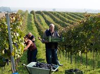 Der Winzerkönig – Der Winzerkönig (2010)