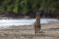 Australiens wilde ... – Wallabys sind die kleinste Art der Kängurus.