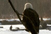 Tierisch alt! – Weißkopfadler in Alaska