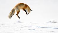 Yellowstone Nationalpark – Roter Fuchs auf der Jagd.; PHOENIX YELLOWSTONE NATIONALPARK Uhr. Roter Fuchs auf der Jagd.