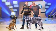 1, 2 oder 3 – Naturführer Stephan Kaasche (l.) ist mit seinem Hund Amina bei Elton (r.) im Studio zu Gast und berichtet vom spannenden Leben der Wölfe.