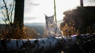 Landpartie – Luchs im Nationalpark Harz.