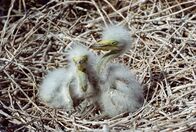 Tierische Freaks – Sa, 22.08., 03:50 Uhr