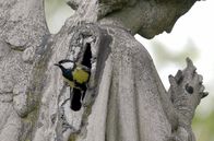 Der ewige Garten – Der Pariser Friedhof Père Lachaise bietet eine immense Vogelvielfalt.