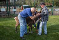 Der unglaubliche Dr. Pol – Weidman, MI - Dr. Pol entnimmt Prince, dem Rentier, Blut, um das Leben von Baby Ivy zu retten. (National Geographic/E.Michael Stankevich)