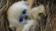 Chinas wildes Tierreich – Das junge Brighteye, eines der jungen Weibchen seiner Familie. (ZED/Jacky Poon)