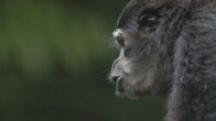 Wilde Schätze des Äquators – Ein Gibbon singt, um andere vor seinem Revier zu warnen. (NHNZ)