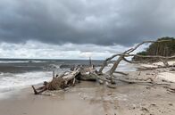 GEO Reportage – Fischland-Darß im Herbst: Die deutsche Ostseeküste ist Sehnsuchtsort für Mensch und Tier.