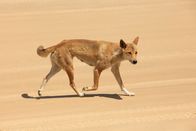 Australiens wilde ... – Dingos ernähren sich hauptsächlich von kleinen Säugetieren und Reptilien.