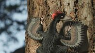 Verborgene Welten – Der Flugsaurier Anchiornis hatte vier Flügel und benutzte Bäume als Startrampe.
