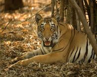 Wildes Indien – Tadoba-Nationalpark, Maharashtra, Indien: Ein Tiger ruht sich im Schatten auf getrocknetem Laub aus.