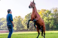 2 unter Millionen – Henry (Oliver Mommsen) möchte mit seinem Pferd "Feelgood" an die Spitze Deutschlands schaffen!