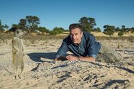 Terra X: Faszination Erde – Erdmännchen sind die "Superstars" der trockenen Kalahari. Die Tiere sind nicht nur besonders putzig, ihr komplexes Leben im Clan und ihre außergewöhnliche Kommunikation gibt Forschern noch immer Rätsel auf.