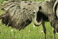 Freche Viecher – Balzender Nanduhahn in Mecklenburg