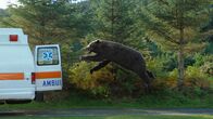 Cocaine Bear – Sa, 24.05., 15:35 Uhr
