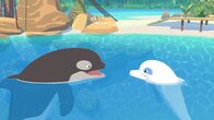 Zoom - Der weiße Delfin – Zoom (r.) hat einen neuen Freund, den Orca-Wal Billy (l.). Doch leider sind die Inselbewohner nicht glücklich über den Neuankömmling, denn sie befürchten, dass er ihnen alle Fische vor der Küste wegfressen wird.