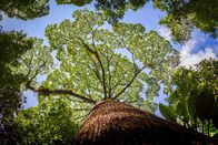 Terra X: Unser grüner Planet – Manche Flügelfruchtbäume können bis zu 90 Meter hoch werden und gehören damit zu den größten Pflanzen in tropischen Regenwäldern.