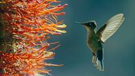 Unser grüner Planet – Kolibris können in Wüsten leben, wenn sie dort ausreichend Blüten finden.