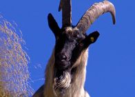 Netz Natur – NETZ NATUR Dem Teufel vom Karren gesprungen Teuflische Geschöpfe: Seit ihrer Nutzung als Haustiere sind Ziegen sehr zutrauliche Tiere. In der Vergangenheit, speziell im Mittelalter, wurden Ziegen jedoch oft mit dem Teufel in Verbindung gebracht, wobei auch der kräftige Geruch der Böcke seine Rolle gespielt haben könnte.