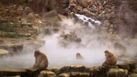 Tierische Freaks – Central Japan: JAPANESE MACAQUE MONKEYS AT HOT SPRINGS.