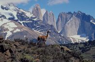 Wilde Paradiese – Das Guanako ist ein in Südamerika beheimatetes Kamel, das eng mit dem Lama verwandt ist.