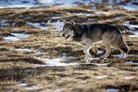 Die Odyssee der einsamen Wölfe – Wolf Slavko überquert die Alpen.