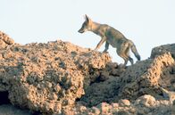 Wildes Marokko – Trotz der Gluthitze über dem durstigen Wüstenboden des Wadis Draa hat sich dieser Goldwolf aus seiner Höhle getraut.