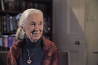 Terra X: Sternstunden der Evolution – Jane Goodall: Schimpansen sind uns ähnlicher als wir denken – im Guten und im Bösen.