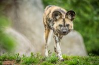 Zoo und so - Tierisch wild! – The African wild dog