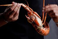 Gordon Ramsay: Kulinarischer Showdown – Gekochter Hummer in den Händen eines Mannes.