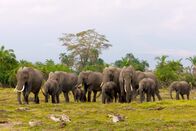 Tierisch alt! – Eine Herde Afrikanischer Elefanten in Kenia – Kopf der Herde ist die älteste Elefantenkuh, die sogenannte Matriarchin.